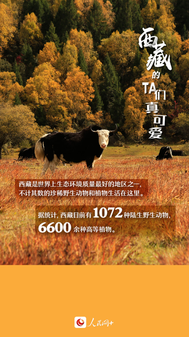 近距離觀察西藏“萌物”，走起！